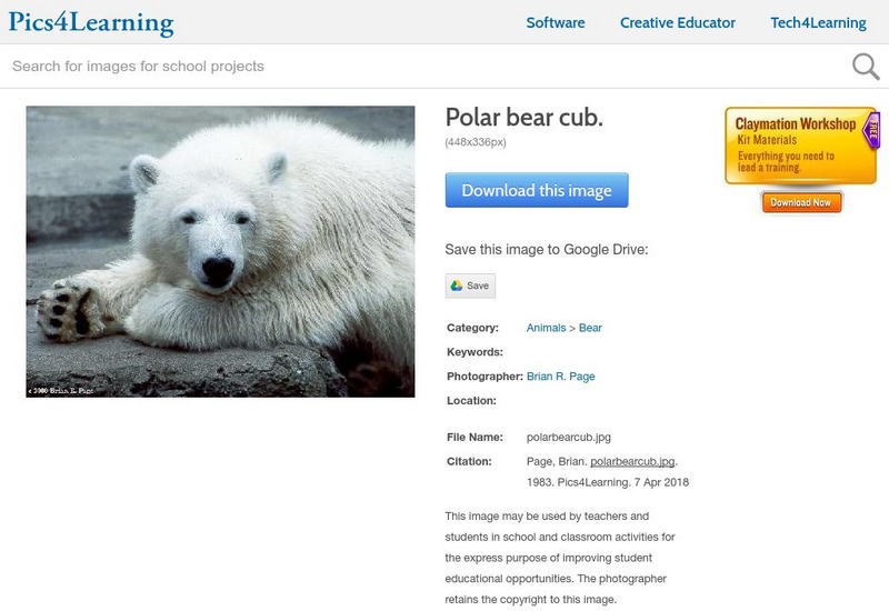 Pics4 Learning: Polar Bear Cub (Photograph) Graphic Pics4 Learning: Polar Bear Cub (Photograph) Graphic