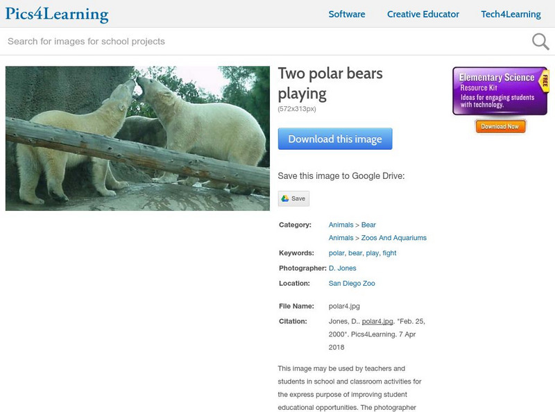 Pics4 Learning: Two Polar Bears Playing (Photograph) Graphic Pics4 Learning: Two Polar Bears Playing (Photograph) Graphic