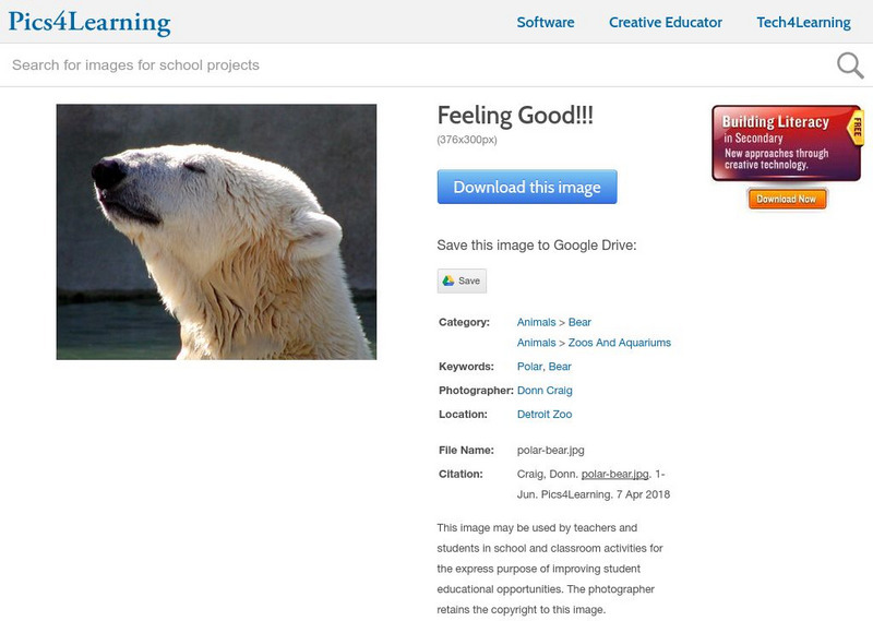 Pics4 Learning: Polar Bear Feeling Good (Photograph) Graphic Pics4 Learning: Polar Bear Feeling Good (Photograph) Graphic