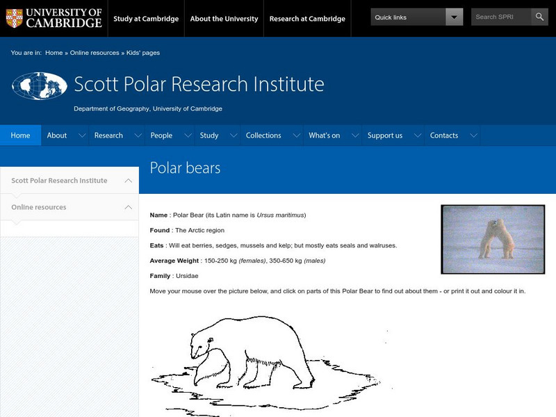 Scott Polar Research Institute: Polar Bears Handout Scott Polar Research Institute: Polar Bears Handout
