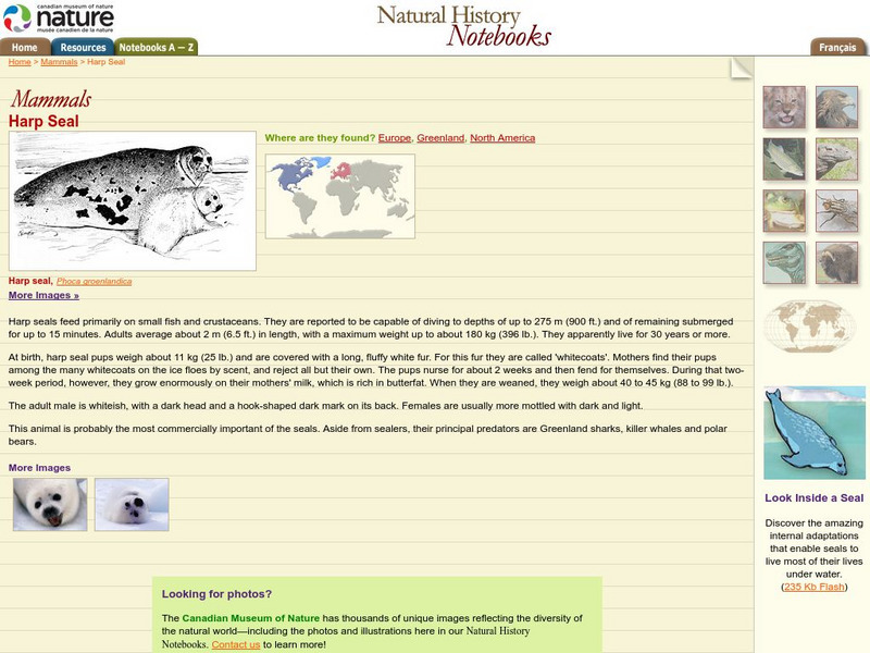 Canadian Museum of Nature: Harp Seal Handout