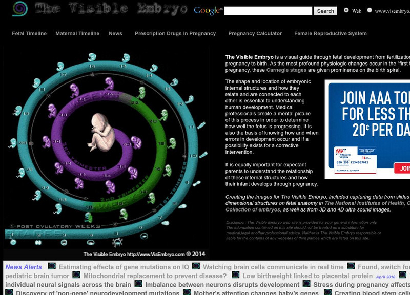 The Visible Embryo Interactive The Visible Embryo Interactive
