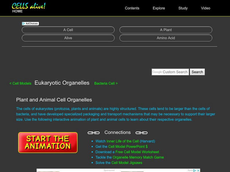 Eucaryotic Cell Interactive Animation Interactive Eucaryotic Cell Interactive Animation Interactive