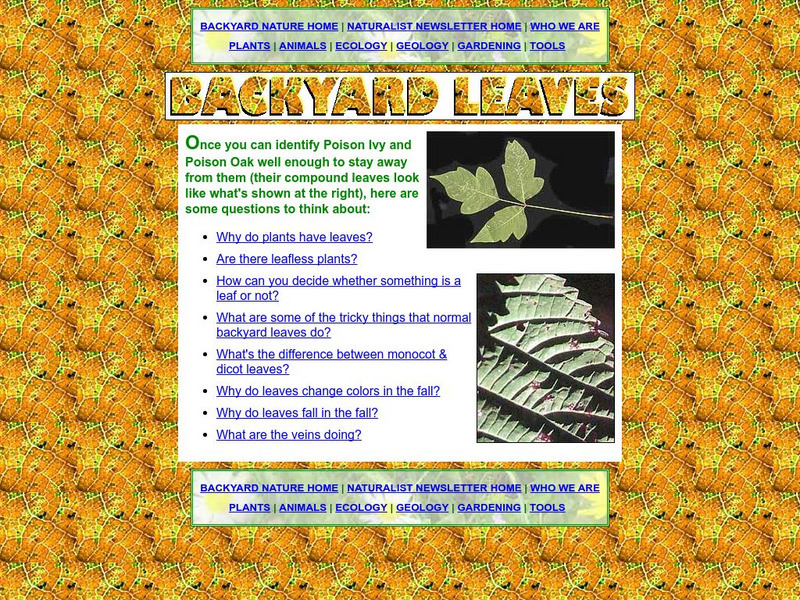 Backyard Nature: Leaves Handout