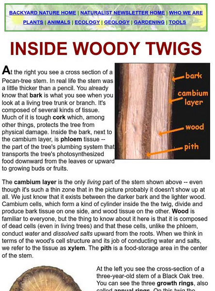 Backyard Nature: Inside Woody Twigs Handout Backyard Nature: Inside Woody Twigs Handout