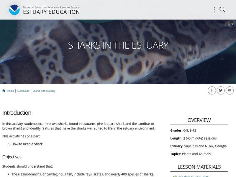 Noaa: Estuaries 101 Curriculum: Sharks in the Estuary PPT Noaa: Estuaries 101 Curriculum: Sharks in the Estuary PPT