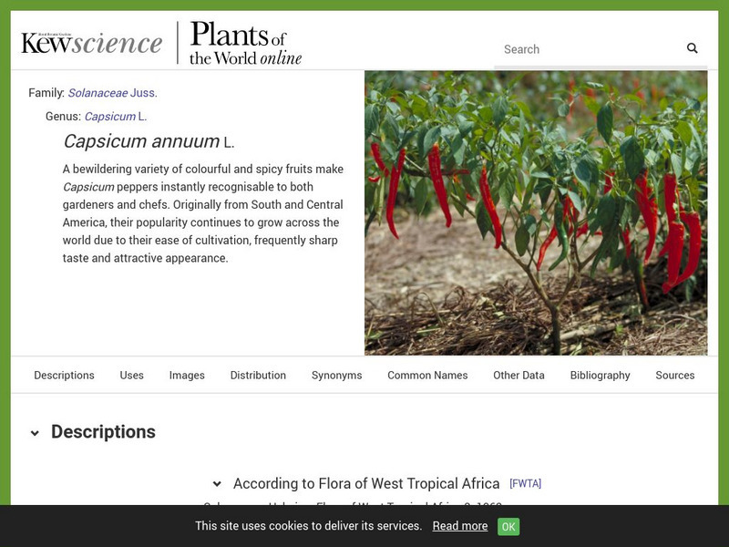 Plant Cultures: Chilli Pepper Handout Plant Cultures: Chilli Pepper Handout