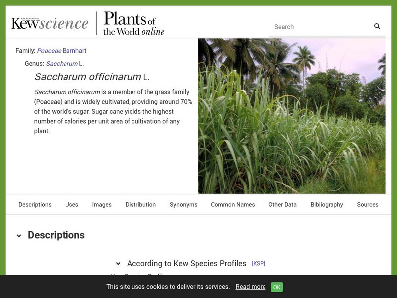 Plant Cultures: Sugar Cane Handout Plant Cultures: Sugar Cane Handout