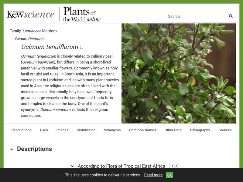 Plant Cultures: Holy Basil Handout Plant Cultures: Holy Basil Handout