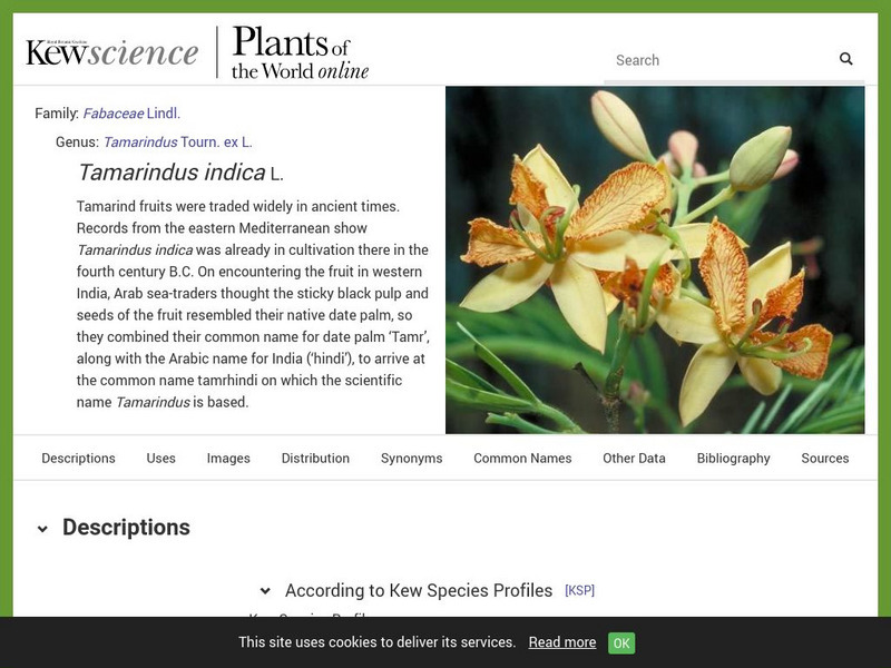 Plant Cultures: Tamarind Handout