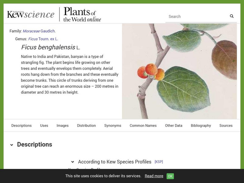 Plant Cultures: Banyan Trees Handout Plant Cultures: Banyan Trees Handout