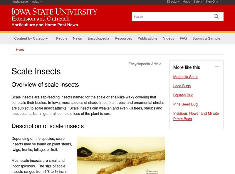 Iowa State University: Iowa Insect Information Notes Scale Insects Handout