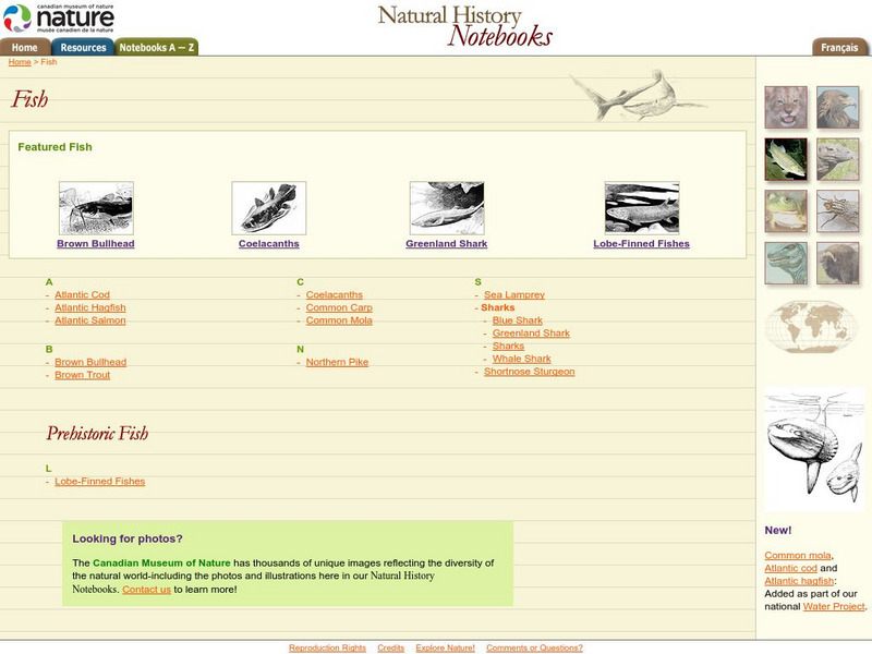 Canadian Museum of Nature: Fish Handout