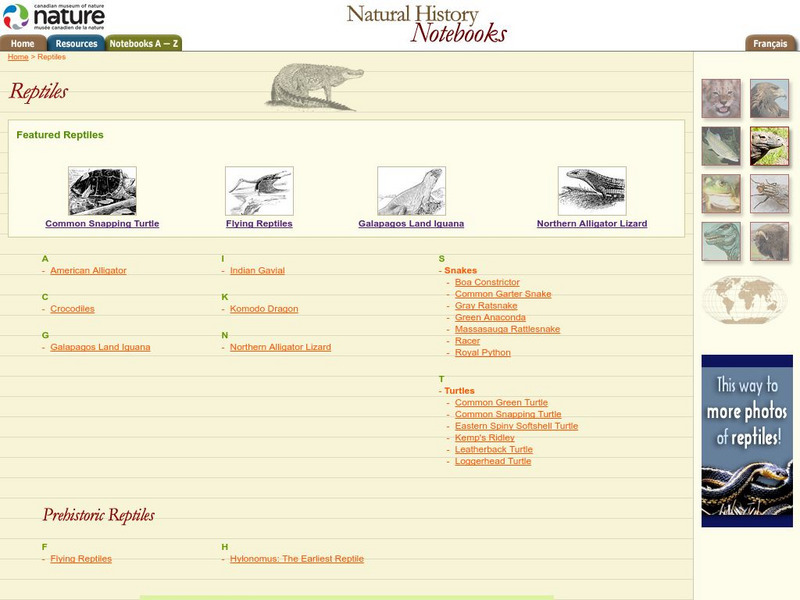 Canadian Museum of Nature: Reptiles Handout Canadian Museum of Nature: Reptiles Handout
