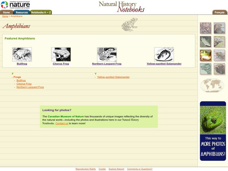 Canadian Museum of Nature: Amphibians Handout Canadian Museum of Nature: Amphibians Handout