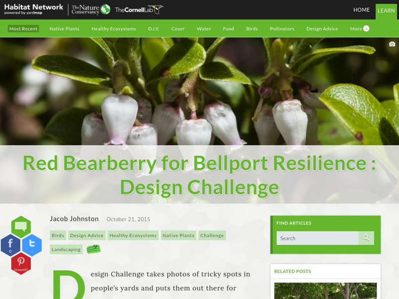 Habitat Network: Red Bearberry for Bellport Resilience: Design Challenge Article Habitat Network: Red Bearberry for Bellport Resilience: Design Challenge Article