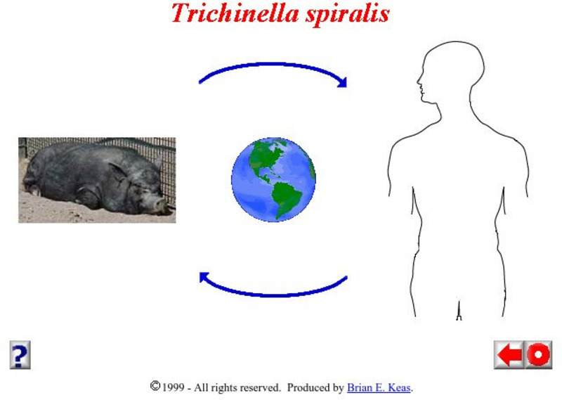 Michigan State University: Trichinella Spiralis Activity