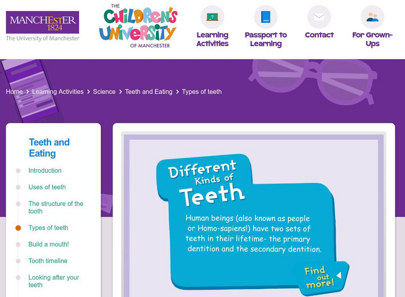 Children's University of Manchester: Teeth and Eating: Types of Teeth Interactive Children's University of Manchester: Teeth and Eating: Types of Teeth Interactive