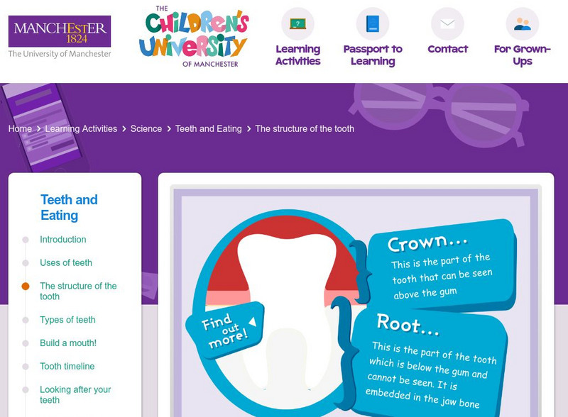 Children's University of Manchester: Teeth and Eating: Structure of the Tooth Interactive