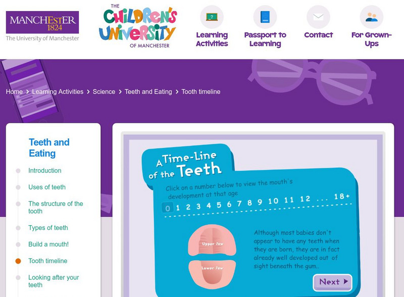 Children's University of Manchester: Teeth and Eating: Tooth Timeline Interactive