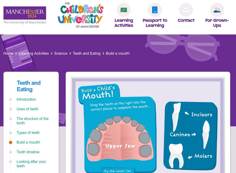 Children's University of Manchester: Teeth and Eating: Build a Mouth! Interactive