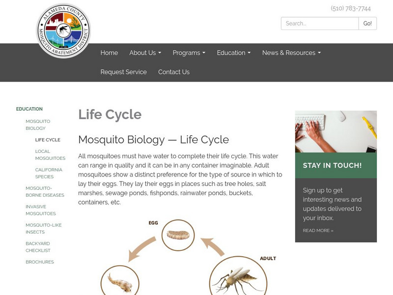 Alameda County Mosquito Abatement: Life Cycle Website Alameda County Mosquito Abatement: Life Cycle Website