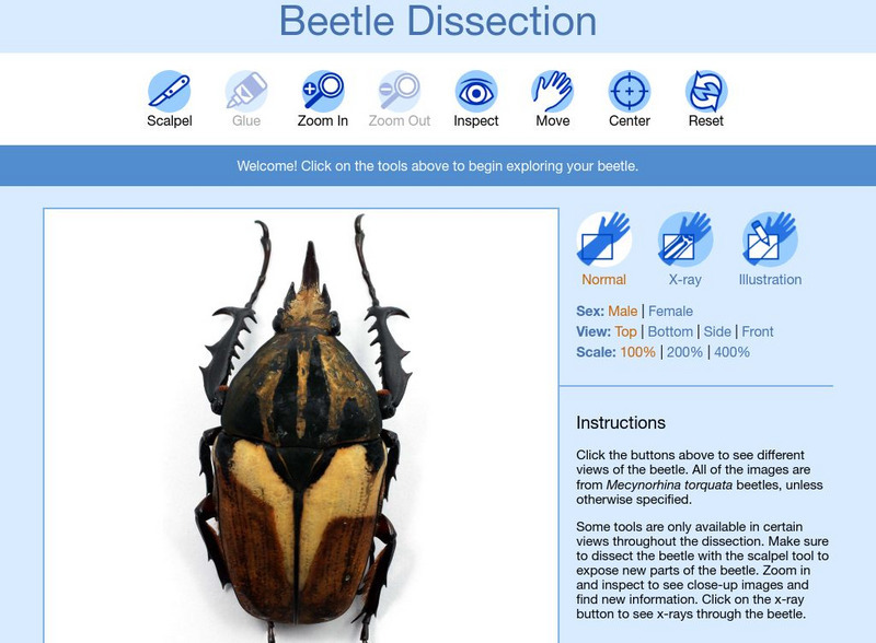 Arizona State University School of Life Sciences: Beetle Dissection Unit Plan Arizona State University School of Life Sciences: Beetle Dissection Unit Plan