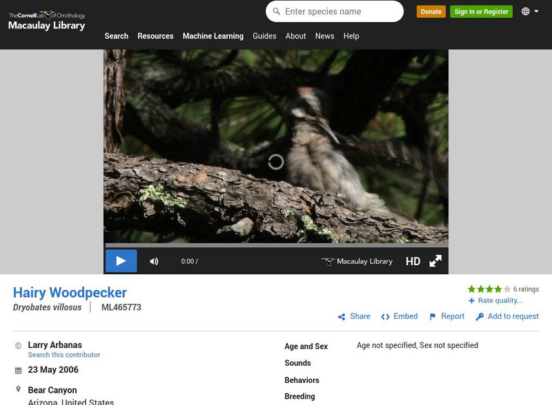 Cornell Lab of Ornithology: Hairy Woodpecker Instructional Video Cornell Lab of Ornithology: Hairy Woodpecker Instructional Video