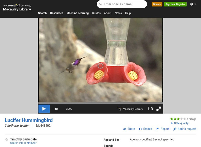 Cornell Lab of Ornithology: Lucifer Hummingbird Instructional Video Cornell Lab of Ornithology: Lucifer Hummingbird Instructional Video