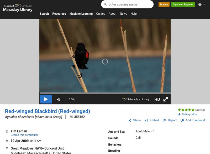 Cornell Lab of Ornithology: Red Winged Blackbird Instructional Video Cornell Lab of Ornithology: Red Winged Blackbird Instructional Video