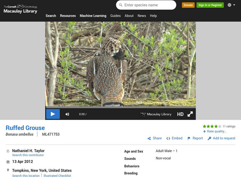 Cornell Lab of Ornithology: Ruffed Grouse Instructional Video Cornell Lab of Ornithology: Ruffed Grouse Instructional Video