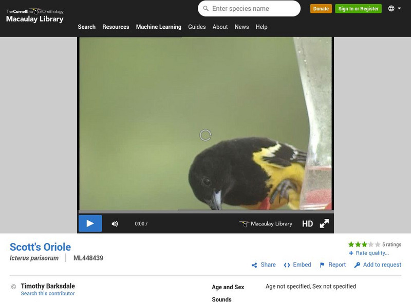 Cornell Lab of Ornithology: Scott's Oriole Video Instructional Video Cornell Lab of Ornithology: Scott's Oriole Video Instructional Video