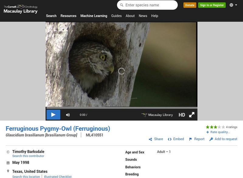 Cornell Ornithology Lab: Ferruginous Pygmy Owl Instructional Video Cornell Ornithology Lab: Ferruginous Pygmy Owl Instructional Video