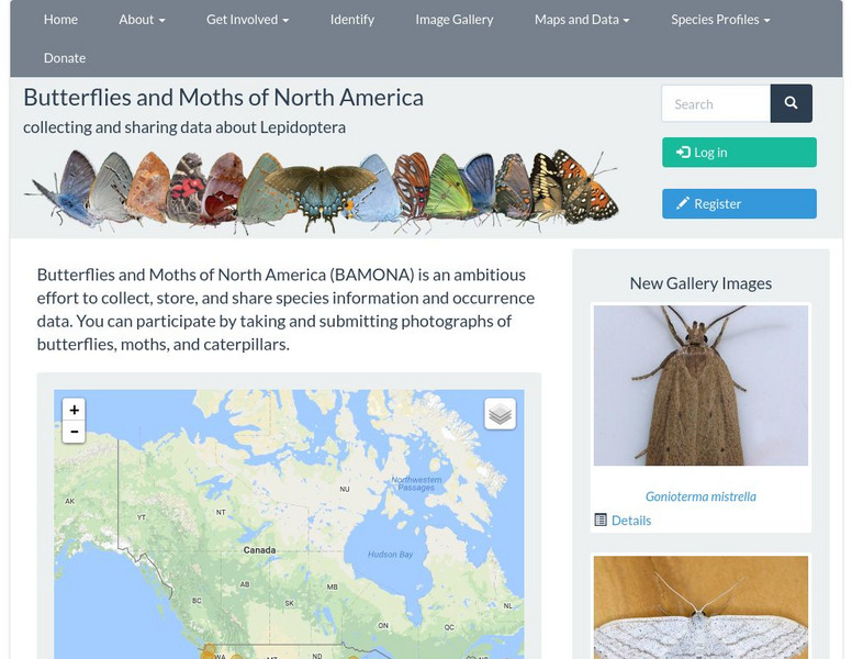 University of Montana: Butterflies of North America Website University of Montana: Butterflies of North America Website