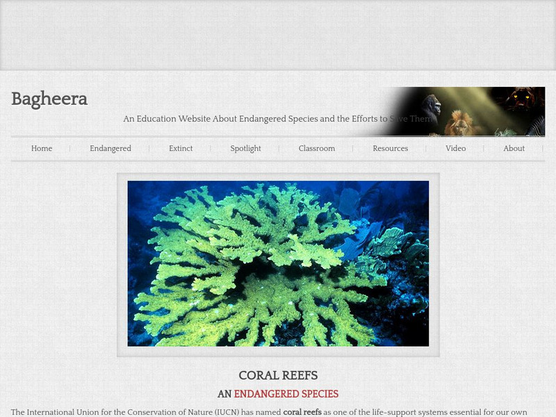 Bagheera: Coral Reefs Handout Bagheera: Coral Reefs Handout