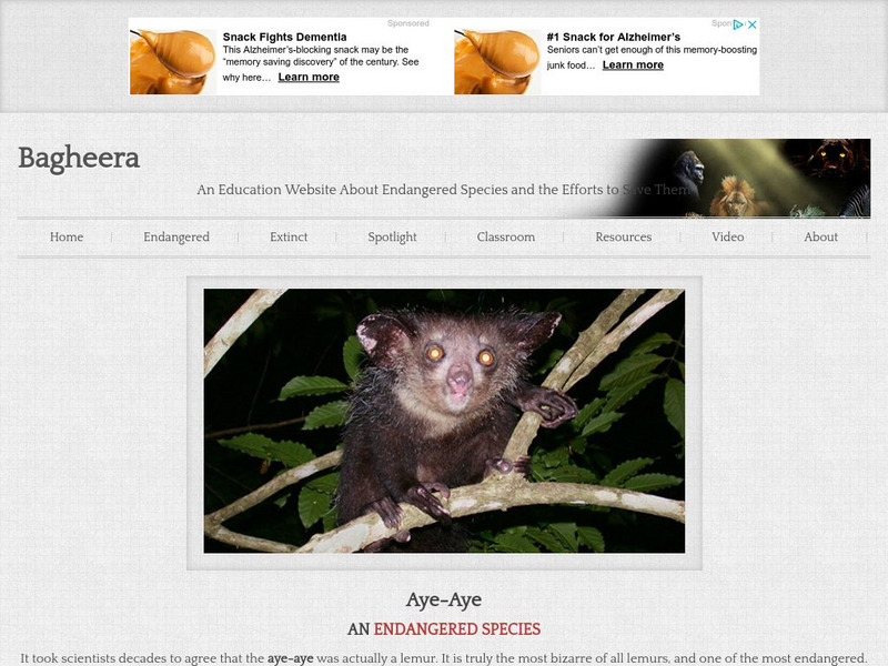 Bagheera: Aye Aye Handout