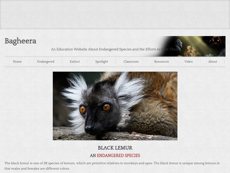 Bagheera: Black Lemur Handout Bagheera: Black Lemur Handout