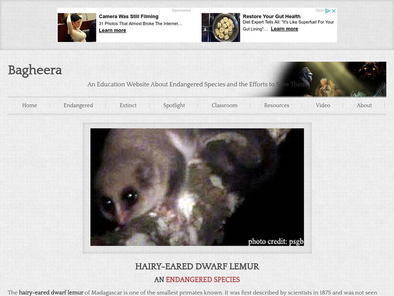 Bagheera: The Hairy Eared Dwarf Lemurs Handout