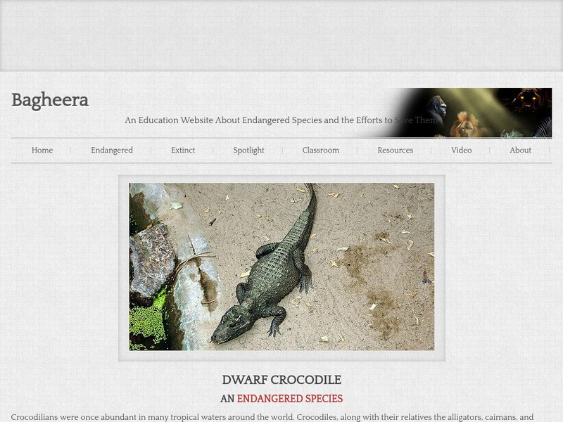 Bagheera: Dwarf Crocodile Handout