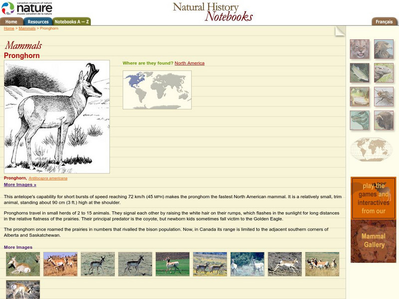 Canadian Museum of Nature: Pronghorn Handout Canadian Museum of Nature: Pronghorn Handout