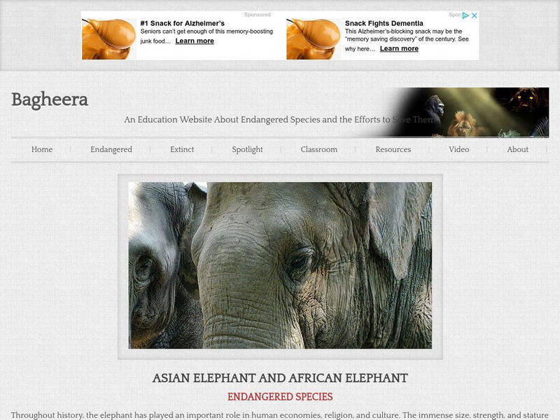 Bagheera: Elephant Handout Bagheera: Elephant Handout