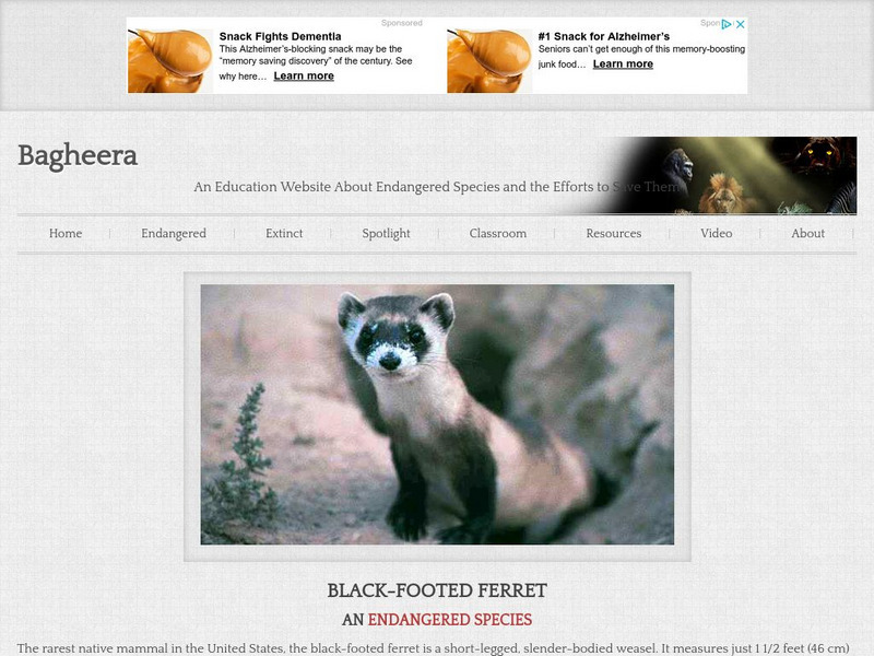 Bagheera: Black Footed Ferret Handout Bagheera: Black Footed Ferret Handout