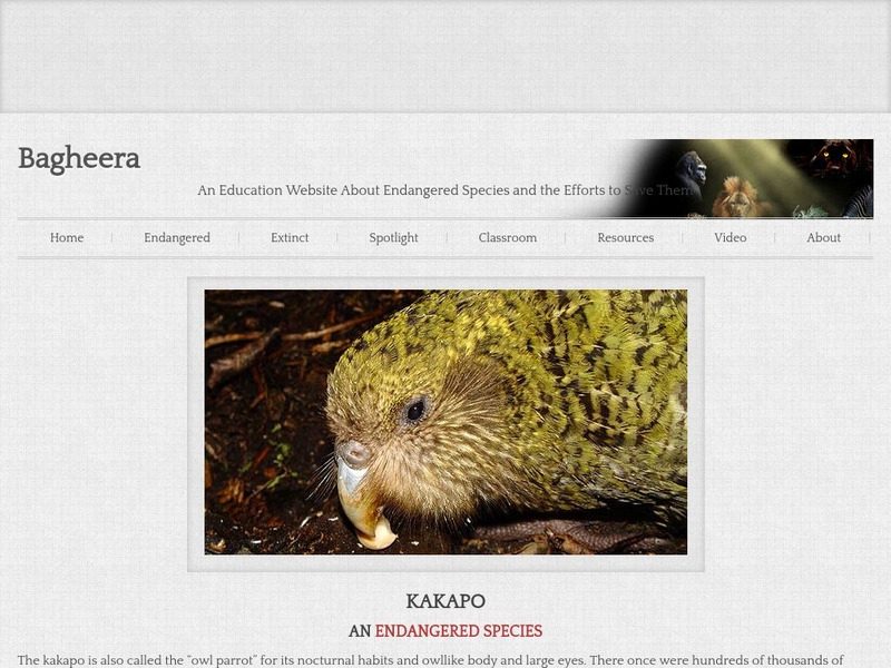 Bagheera: Kakapo Handout Bagheera: Kakapo Handout