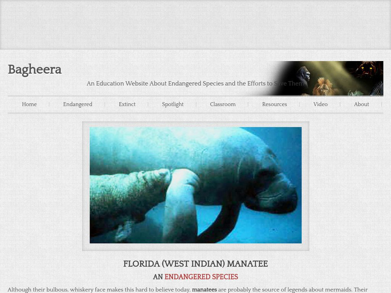 Bagheera: Florida (West Indian) Manatee Handout Bagheera: Florida (West Indian) Manatee Handout