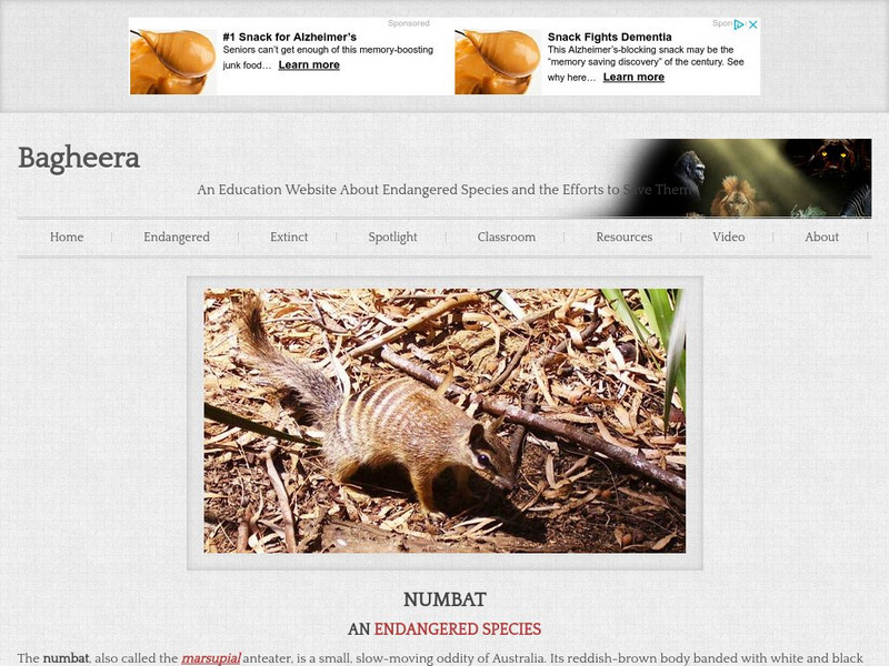 Bagheera: Numbat Handout Bagheera: Numbat Handout