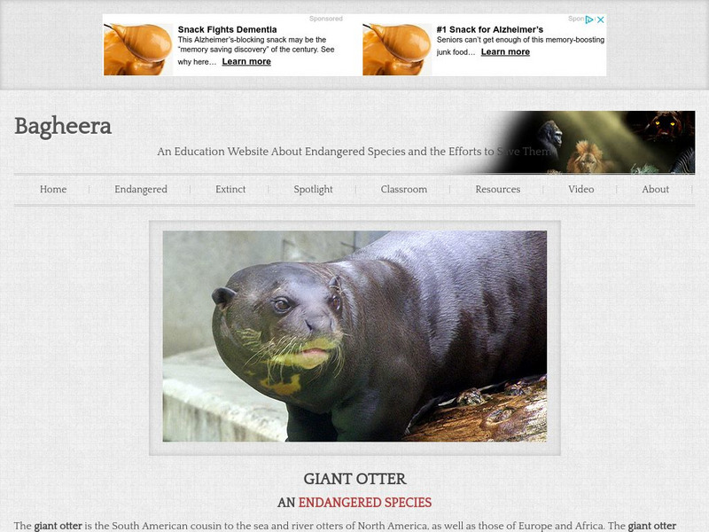 Bagheera: Giant Otter Handout Bagheera: Giant Otter Handout