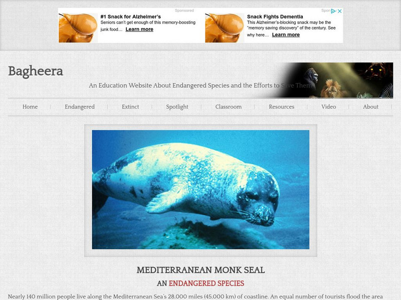 Bagheera: Mediterran Monk Seal Handout Bagheera: Mediterran Monk Seal Handout