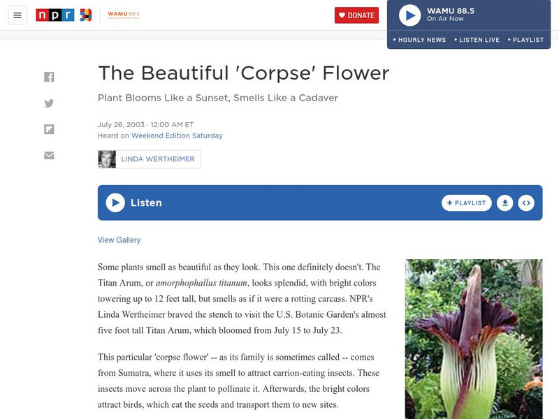 Npr: The Beautiful 'Corpse' Flower Audio Npr: The Beautiful 'Corpse' Flower Audio