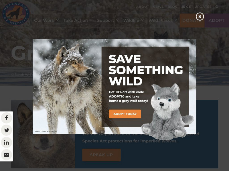 Defenders of Wildlife: Basic Facts About Gray Wolves Handout Defenders of Wildlife: Basic Facts About Gray Wolves Handout