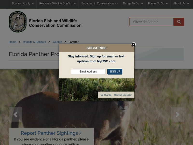 Florida Panther Net: The Florida Panther Website Florida Panther Net: The Florida Panther Website